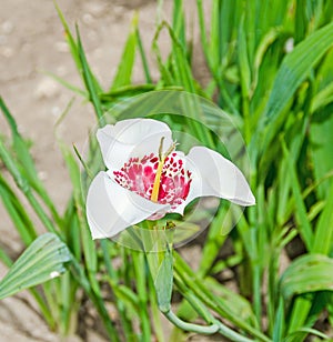 White daylily flowers, the genus Hemerocallis, green leaves