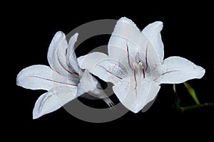 White daylily flowers