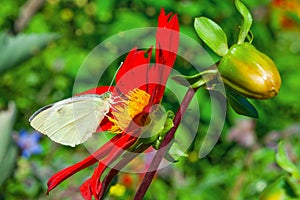White daytime butterfly Pieris brassicae on bright red flower Dahlia closeup,