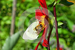 White daytime butterfly Pieris brassicae on bright red flower Dahlia closeup,