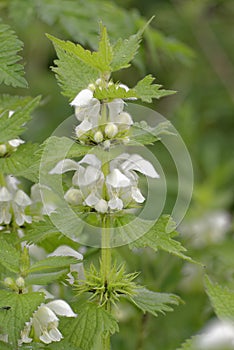 White Dead-nettle