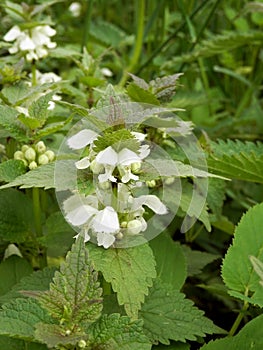 White dead-nettle and it flowers in summer nature.