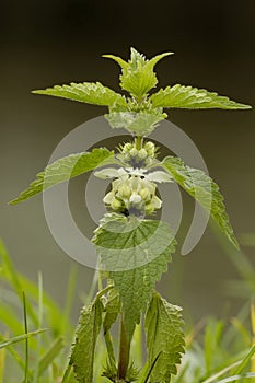 White Dead-nettle - Lamium album