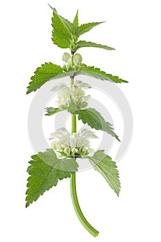 White dead-nettle (Lamium album) photo