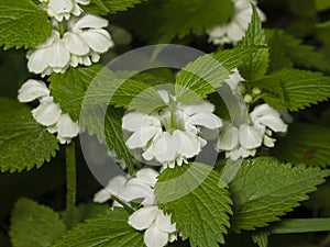 White dead-nettle, Lamium album, weed blooming close-up, selective focus, shallow DOF