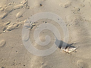 white dead sea fish is on the beach and a lot of footprints