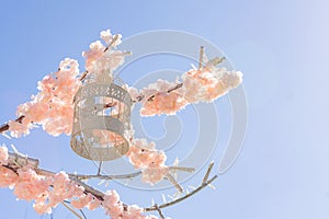 White decorative bird cage hanging on branch of blooming apple tree on sky background. Spring city decoration