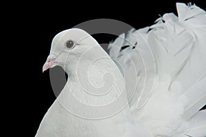 White decorative dove portrait
