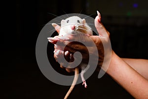 White decorative rat in her arms on a black background.