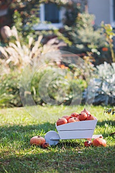 White decorative wooden cart full of orange pumpkins in the backyard surrounded by green nature in the garden