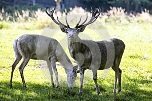 White deer