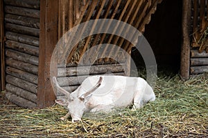 White deer, albino doe resting in the zoo in an aviary. Dama dama