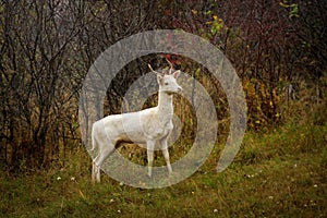 White deer albino stag albinism at animals roebuck