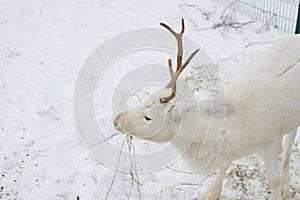 White deer closeup eats hay in the winter time