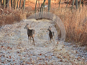 White deer in the forest: Two white-tailed deer does walk a mowed path in a forest preserve