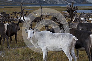 White deer in large herds. photo