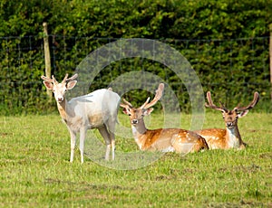 White deer and red deer New Forrest Hampshire England