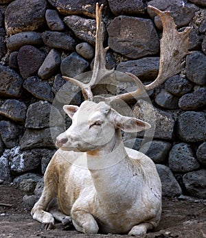 White deer stag.