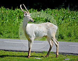 A white deer stag for male, white hind for the female