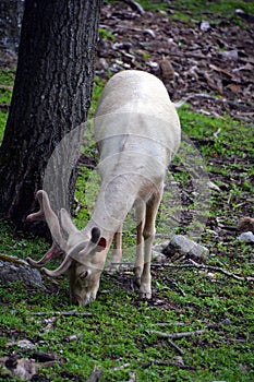 A white deer stag for male, white hind for the female