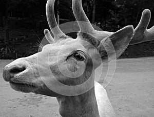 A white deer stag for male, white hind for the female