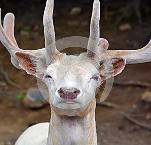 A white deer stag for male, white hind for the female