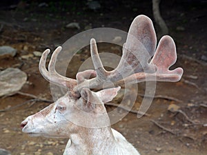 A white deer stag for male, white hind for the female