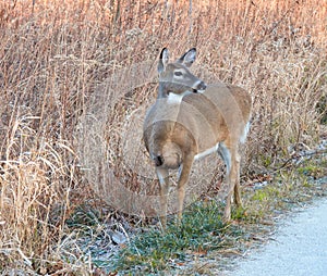 White deer in the woods: White-tailed deer doe stands at gravel trail in a clearing