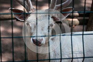 White deer at the Zoo