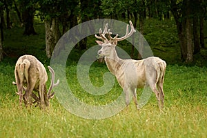 White deers at the lawn