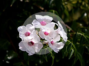 White delicate bignonia on the branch at garden