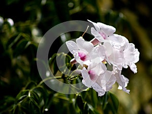 White delicate bignonia on the branch at garden