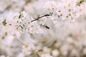 White delicate branch of a blossoming apple tree cherry tree along with a bee flying nearby