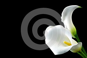 White delicate calla lily flowers on black background, condolence flower festive card, funeral concept image