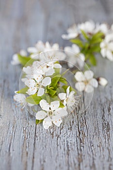 White delicate cherry blossom on wood