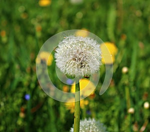White delicate dandelion flower head after flowering on a green field in spring