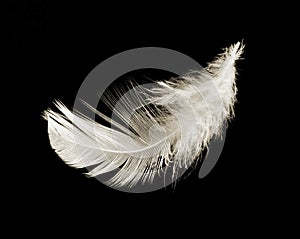 White delicate feather on black background