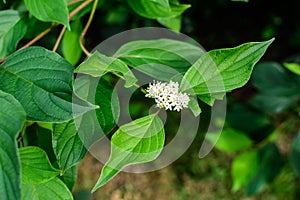 White delicate flower of Cornus alba shrub, known as red barked, white or Siberian dogwood, and green leaves in a garden in a