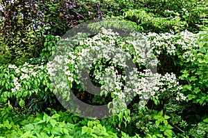 White delicate flowers of Cornus kousa tree, commonly known as ousa, kousa, Chinese, Korean and Japanese dogwood, and green leaves