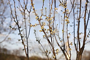 White delicate flowers on an pear tree
