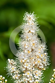 White delicate inflorescences