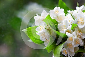 White delicate jasmine in a bouquet on the window