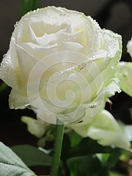 White delicate rose with dew drops on a black background