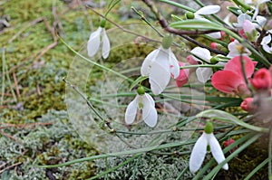 White delicate snowdrops on a background of gray moss