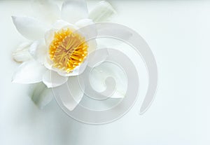 White delicate water lily flower on a white background. Wild flower for the princess. Beauty and grace. Natural perfection