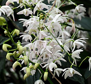 White Dendrobium Kingianum Orchid In Bloom