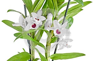 White dendrobium nobile flowers, branch, green leaves, plant, cl