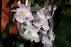 White Dendrobium Nobile Orchid flowers at home