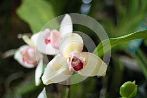 White dendrobium orchid