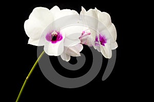 White Dendrobium orchid